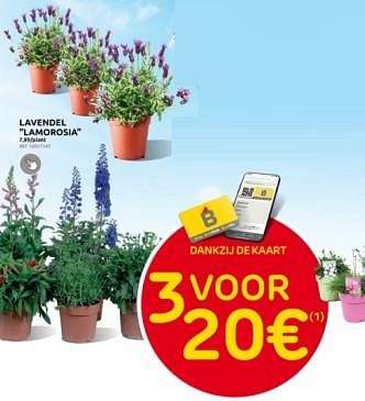 Promoties Lavendel lamorosia - Huismerk - Brico - Geldig van 27/03/2024 tot 08/04/2024 bij Brico