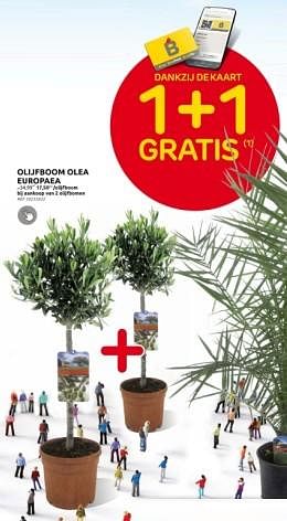 Promoties olijfboom olea europaea - Huismerk - Brico - Geldig van 27/03/2024 tot 08/04/2024 bij Brico