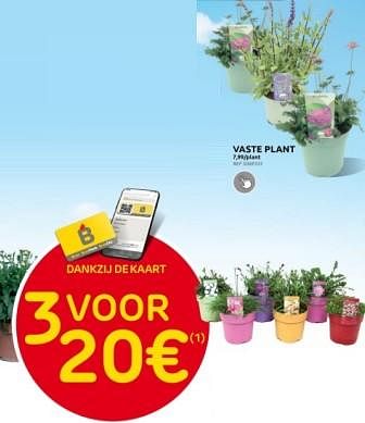 Promoties Vaste plant - Huismerk - Brico - Geldig van 27/03/2024 tot 08/04/2024 bij Brico
