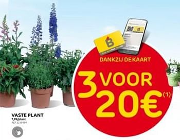 Promoties Vaste plant - Huismerk - Brico - Geldig van 27/03/2024 tot 08/04/2024 bij Brico