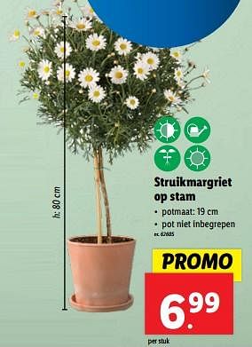 Promoties Struikmargriet op stam - Huismerk - Lidl - Geldig van 10/04/2024 tot 16/04/2024 bij Lidl