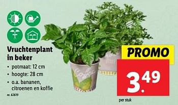 Promotions Vruchtenplant in beker - Produit maison - Lidl - Valide de 10/04/2024 à 16/04/2024 chez Lidl