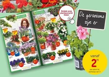 Promotions De geraniums zifner - Produit maison - Brico - Valide de 10/04/2024 à 22/04/2024 chez Brico