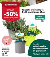 Belgische kruiden in pot rozemarijn-Huismerk - Aveve