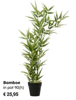 Bamboe in pot