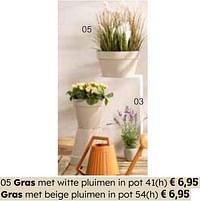 Gras met witte pluimen in pot-Huismerk - Europoint