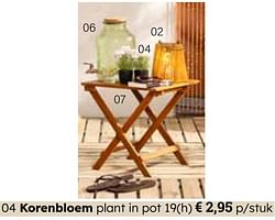 Korenbloem plant in pot