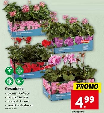 Promoties Geraniums - Huismerk - Lidl - Geldig van 17/04/2024 tot 23/04/2024 bij Lidl