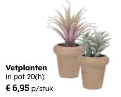 Vetplanten in pot