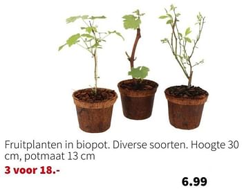 Promoties Fruitplanten in biopot - Huismerk - Intratuin - Geldig van 14/04/2024 tot 21/04/2024 bij Intratuin