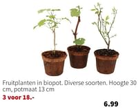 Fruitplanten in biopot-Huismerk - Intratuin