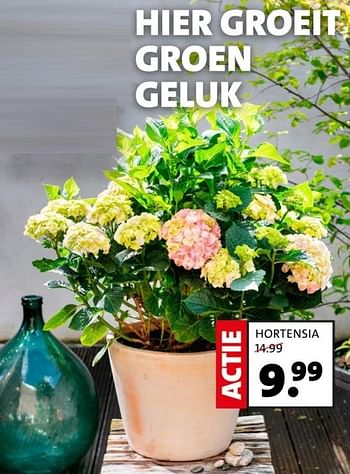 Promoties Hortensia - Huismerk - Intratuin - Geldig van 14/04/2024 tot 21/04/2024 bij Intratuin