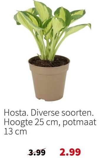 Promoties Hosta - Huismerk - Intratuin - Geldig van 14/04/2024 tot 21/04/2024 bij Intratuin