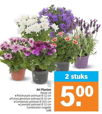 Promoties Planten potchrysant - Huismerk - Albert Heijn - Geldig van 15/04/2024 tot 21/04/2024 bij Albert Heijn