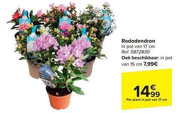 Promotions Rododendron - Produit maison - Carrefour  - Valide de 17/04/2024 à 29/04/2024 chez Carrefour