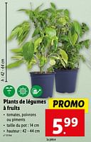 Promotions Plants de légumes à fruits - Produit maison - Lidl - Valide de 17/04/2024 à 23/04/2024 chez Lidl