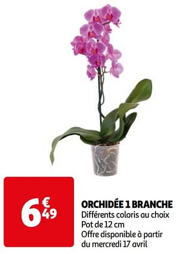 Promoties Orchidée 1 branche - Huismerk - Auchan - Geldig van 16/04/2024 tot 22/04/2024 bij Auchan