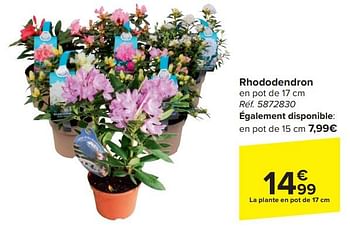 Promotions Rhododendron - Produit maison - Carrefour  - Valide de 17/04/2024 à 29/04/2024 chez Carrefour