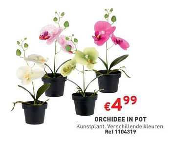 Promoties Orchidee in pot - Huismerk - Trafic  - Geldig van 17/04/2024 tot 22/04/2024 bij Trafic