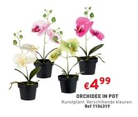 Orchidee in pot-Huismerk - Trafic 