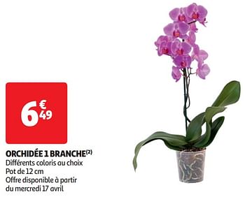 Promoties Orchidée 1 branche - Huismerk - Auchan - Geldig van 16/04/2024 tot 21/04/2024 bij Auchan