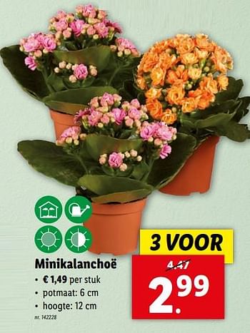 Promoties Minikalanchoë - Huismerk - Lidl - Geldig van 24/04/2024 tot 30/04/2024 bij Lidl