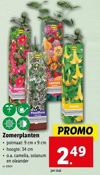 Promotions Zomerplanten - Produit maison - Lidl - Valide de 24/04/2024 à 30/04/2024 chez Lidl