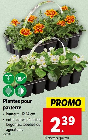 Promoties Plantes pour parterre - Huismerk - Lidl - Geldig van 24/04/2024 tot 30/04/2024 bij Lidl