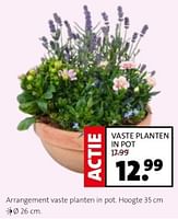 Promoties Arrangement vaste planten in pot - Huismerk - Intratuin - Geldig van 22/04/2024 tot 28/04/2024 bij Intratuin