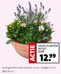 Arrangement vaste planten in pot-Huismerk - Intratuin