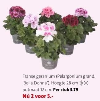 Promotions Franse geranium - Produit maison - Intratuin - Valide de 22/04/2024 à 28/04/2024 chez Intratuin