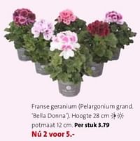 Franse geranium-Huismerk - Intratuin