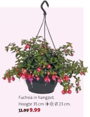 Promoties Fuchsia in hangpot - Huismerk - Intratuin - Geldig van 22/04/2024 tot 28/04/2024 bij Intratuin