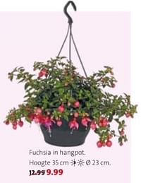 Fuchsia in hangpot-Huismerk - Intratuin