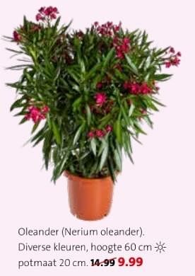 Promotions Oleander - Produit maison - Intratuin - Valide de 22/04/2024 à 28/04/2024 chez Intratuin