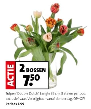 Promotions Tulpen double dutch - Produit maison - Intratuin - Valide de 22/04/2024 à 28/04/2024 chez Intratuin
