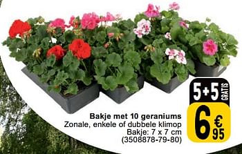 Promotions Bakje met 10 geraniums - Produit maison - Cora - Valide de 23/04/2024 à 06/05/2024 chez Cora