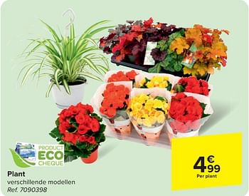Promoties Plant - Huismerk - Carrefour  - Geldig van 24/04/2024 tot 06/05/2024 bij Carrefour