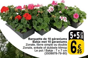 Promotions Barquette de 10 géraniums bakje met 10 geraniums - Produit maison - Cora - Valide de 23/04/2024 à 06/05/2024 chez Cora