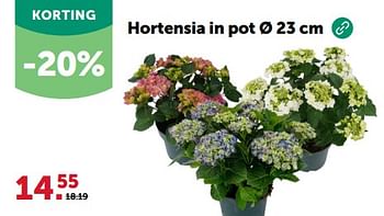 Promotions Hortensia in pot - Produit maison - Aveve - Valide de 24/04/2024 à 05/05/2024 chez Aveve
