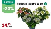 Hortensia in pot-Huismerk - Aveve