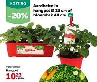 Promoties Aardbeien in hangpot - Huismerk - Aveve - Geldig van 24/04/2024 tot 05/05/2024 bij Aveve