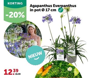 Promotions Agapanthus everpanthus in pot - Produit maison - Aveve - Valide de 24/04/2024 à 05/05/2024 chez Aveve