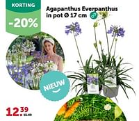 Promoties Agapanthus everpanthus in pot - Huismerk - Aveve - Geldig van 24/04/2024 tot 05/05/2024 bij Aveve