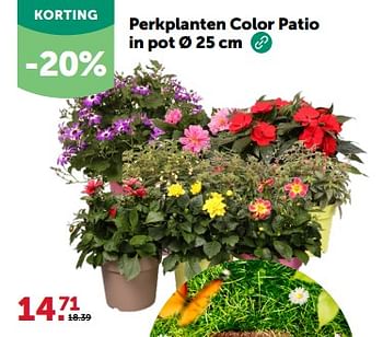 Promoties Perkplanten color patio in pot - Huismerk - Aveve - Geldig van 24/04/2024 tot 05/05/2024 bij Aveve