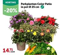 Perkplanten color patio in pot-Huismerk - Aveve
