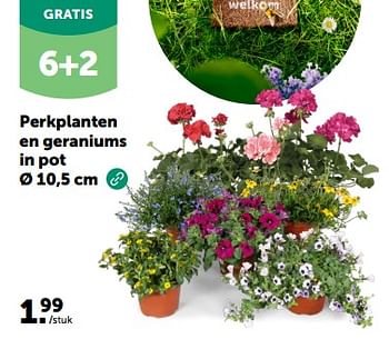 Promotions Perkplanten en geraniums in pot - Produit maison - Aveve - Valide de 24/04/2024 à 05/05/2024 chez Aveve