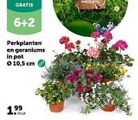 Perkplanten en geraniums in pot-Huismerk - Aveve