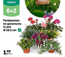 Perkplanten en geraniums in pot