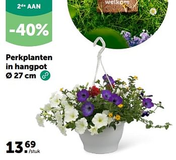 Promotions Perkplanten in hangpot - Produit maison - Aveve - Valide de 24/04/2024 à 05/05/2024 chez Aveve